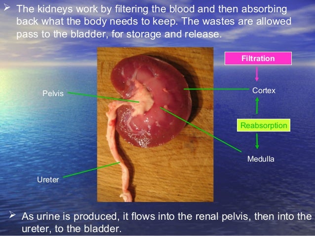 Urinary system