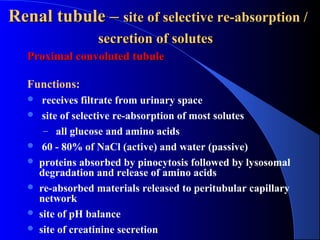Rectisol Absorption System Urinary system | PPT