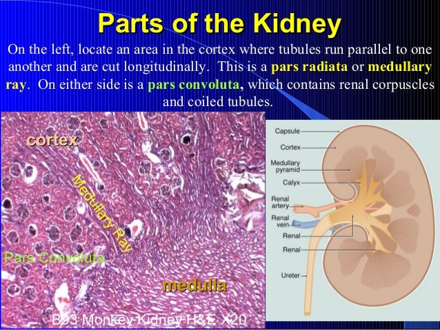 Urinary system