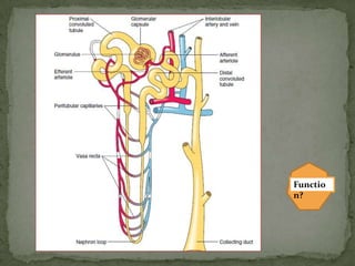 Gross anatomy of Urinary System