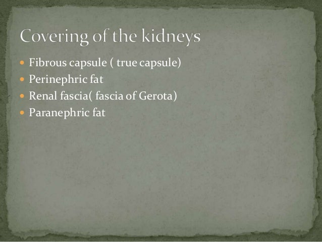Gross anatomy of Urinary System