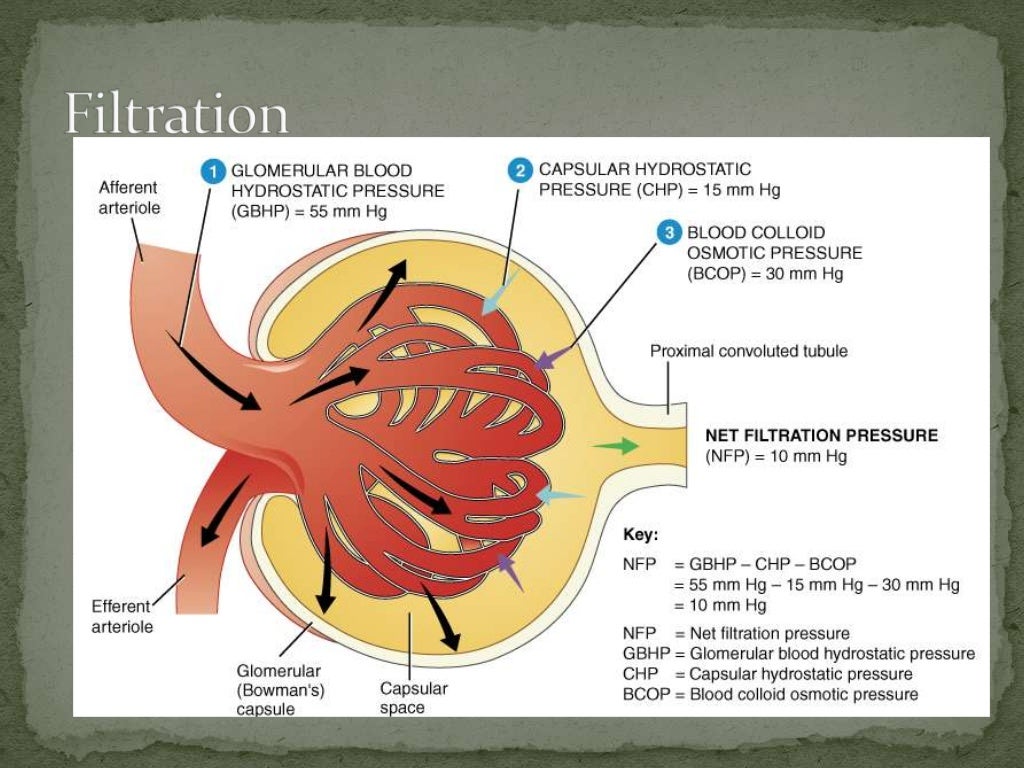Gross anatomy of Urinary System