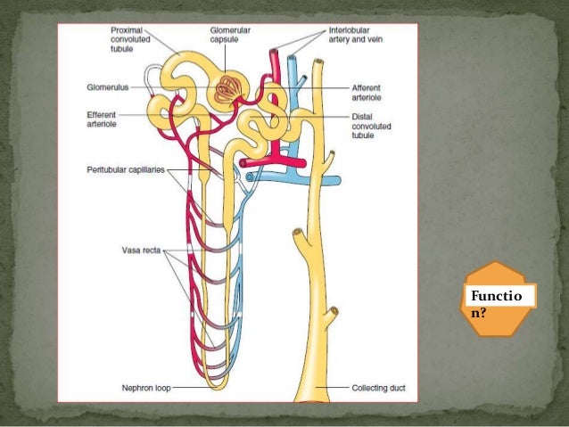 Gross anatomy of Urinary System