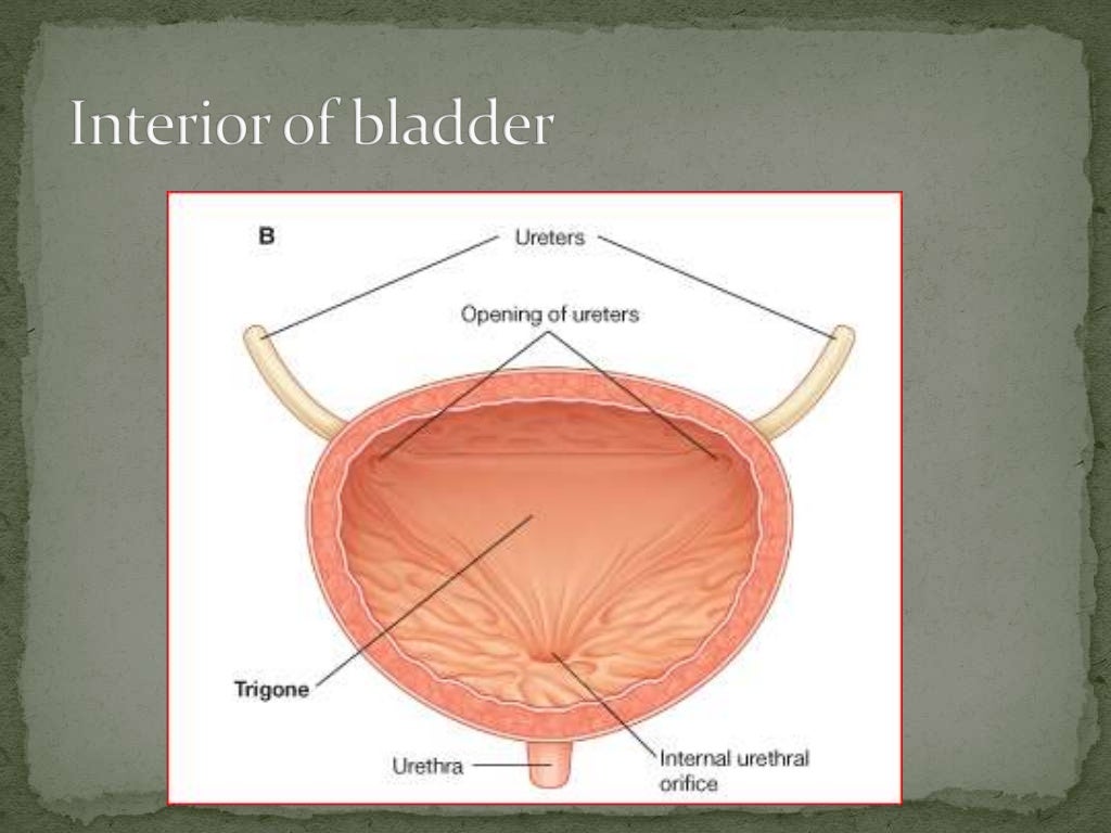 Gross Normal Bladder Urinary Bladder Gross Anatomy Urinary System Anatomy And Function