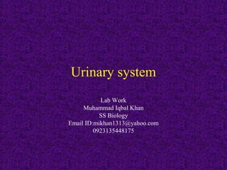 Urinary system
Lab Work
Muhammad Iqbal Khan
SS Biology
Email ID:mikhan1313@yahoo.com
0923135448175
 