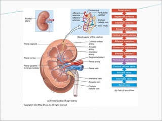 Comprehensive Overview and Functions of the Human Urinary System | PPTX