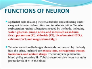 FUNCTIONS OF NEURON
Epithelial cells all along the renal tubules and collecting ducts
carry out tubular reabsorption and tubular secretion. Tubular
reabsorption retains substances needed by the body, including
water, glucose, amino acids, and ions such as sodium
(Na+
), potassium (K+
), chloride (Cl-
), bicarbonate (HCO3
-
),
calcium (Ca2+
), and magnesium (Mg2+
).
Tubular secretion discharges chemicals not needed by the body
into the urine. Included are excess ions, nitrogenous wastes,
hormones, and certain drugs. The kidneys help maintain
blood pH by secreting H+
. Tubular secretion also helps maintain
proper levels of K+
in the blood
 