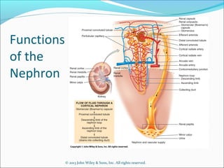 © 2013 John Wiley & Sons, Inc. All rights reserved.
Functions
of the
Nephron
 