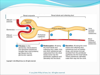 © 2013 John Wiley & Sons, Inc. All rights reserved.
Functions of the Nephron
 