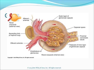 © 2013 John Wiley & Sons, Inc. All rights reserved.
Glomerular Filtration
 