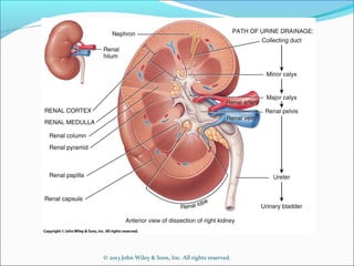 © 2013 John Wiley & Sons, Inc. All rights reserved.
 