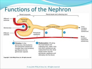 © 2013 John Wiley & Sons, Inc. All rights reserved.
Functions of the Nephron
 