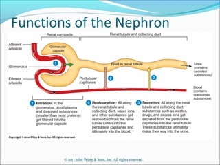 © 2013 John Wiley & Sons, Inc. All rights reserved.
Functions of the Nephron
 
