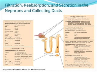 Filtration, Reabsorption, and Secretion in the
Nephrons and Collecting Ducts
 
