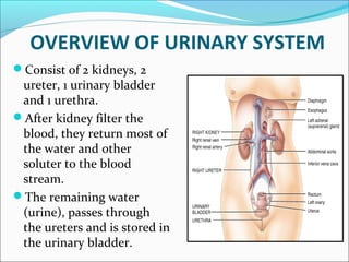 OVERVIEW OF URINARY SYSTEM
Consist of 2 kidneys, 2
ureter, 1 urinary bladder
and 1 urethra.
After kidney filter the
blood, they return most of
the water and other
soluter to the blood
stream.
The remaining water
(urine), passes through
the ureters and is stored in
the urinary bladder.
 
