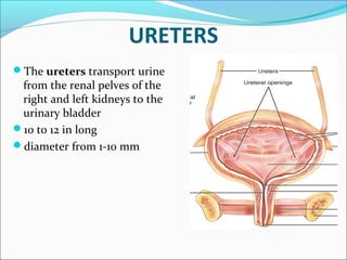 URETERS
The ureters transport urine
from the renal pelves of the
right and left kidneys to the
urinary bladder
10 to 12 in long
diameter from 1-10 mm
 