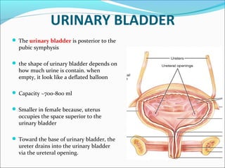 URINARY BLADDER
 The urinary bladder is posterior to the
pubic symphysis
 the shape of urinary bladder depends on
how much urine is contain. when
empty, it look like a deflated balloon
 Capacity ~700-800 ml
 Smaller in female because, uterus
occupies the space superior to the
urinary bladder
 Toward the base of urinary bladder, the
ureter drains into the urinary bladder
via the ureteral opening.
 