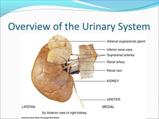© 2013 John Wiley & Sons, Inc. All rights reserved.
Overview of the Urinary System
 