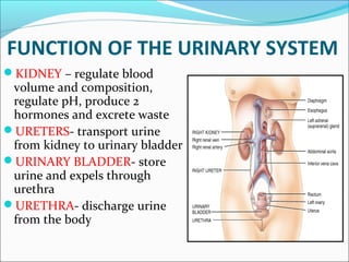FUNCTION OF THE URINARY SYSTEM
KIDNEY – regulate blood
volume and composition,
regulate pH, produce 2
hormones and excrete waste
URETERS- transport urine
from kidney to urinary bladder
URINARY BLADDER- store
urine and expels through
urethra
URETHRA- discharge urine
from the body
 