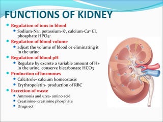 FUNCTIONS OF KIDNEY
 Regulation of ions in blood
 Sodium-Na+
, potassium-K+
, calcium-Ca2+,
Cl-
,
phosphate HPO42-
 Regulation of blood volume
 adjust the volume of blood or eliminating it
in the urine
 Regulation of blood pH
 Regulate by excrete a variable amount of H+
in the urine, conserve bicarbonate HCO3-
 Production of hormones
 Calcitrole- calcium homeostasis
 Erythropoietin- production of RBC
 Excretion of waste
 Ammonia and urea- amino acid
 Creatinine- creatinine phosphate
 Drugs ect
 