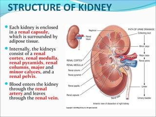 STRUCTURE OF KIDNEY
Each kidney is enclosed
in a renal capsule,
which is surrounded by
adipose tissue.
Internally, the kidneys
consist of a renal
cortex, renal medulla,
renal pyramids, renal
columns, major and
minor calyces, and a
renal pelvis.
Blood enters the kidney
through the renal
artery and leaves
through the renal vein.
 