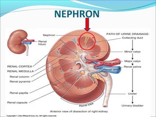 NEPHRON
 