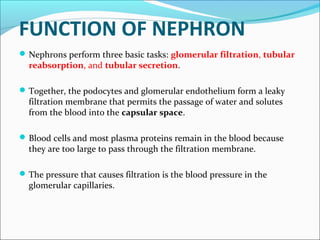 FUNCTION OF NEPHRON
Nephrons perform three basic tasks: glomerular filtration, tubular
reabsorption, and tubular secretion.
Together, the podocytes and glomerular endothelium form a leaky
filtration membrane that permits the passage of water and solutes
from the blood into the capsular space.
Blood cells and most plasma proteins remain in the blood because
they are too large to pass through the filtration membrane.
The pressure that causes filtration is the blood pressure in the
glomerular capillaries.
 