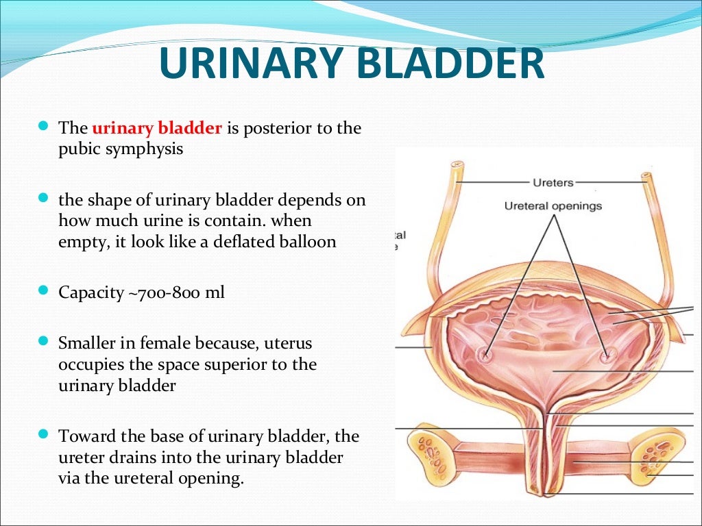 Urinary system