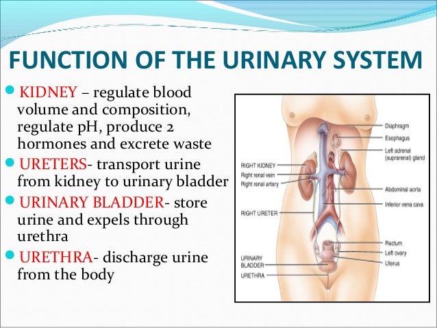 bladder function