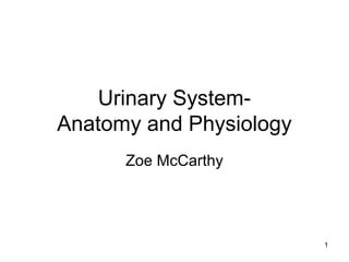 Urinary System- 
Anatomy and Physiology 
Zoe McCarthy 
1 
 