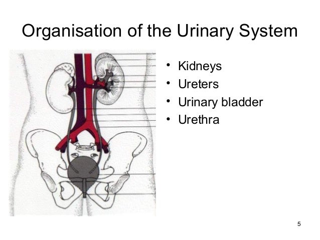 Urinary system