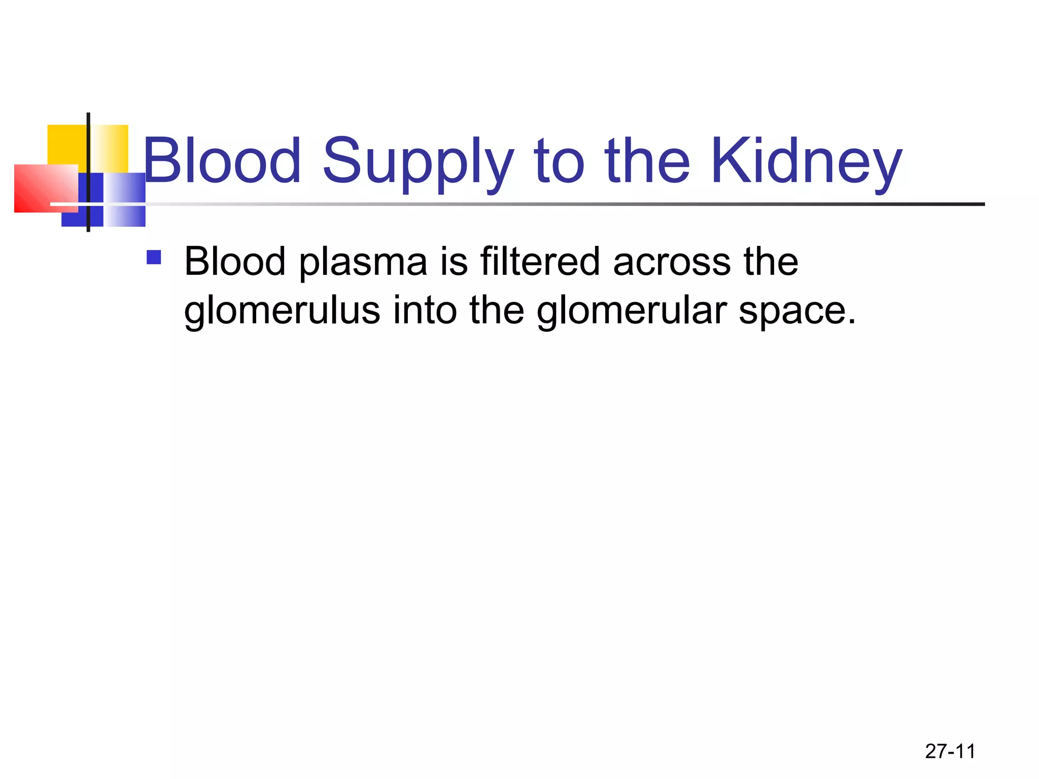 27-11
Blood Supply to the Kidney
 Blood plasma is filtered across the
glomerulus into the glomerular space.
 