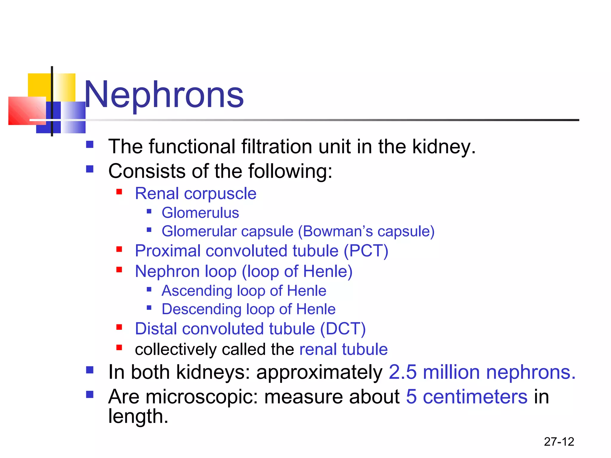 27-12
Nephrons
 The functional filtration unit in the kidney.
 Consists of the following:
 Renal corpuscle

Glomerulus

Glomerular capsule (Bowman’s capsule)
 Proximal convoluted tubule (PCT)
 Nephron loop (loop of Henle)

Ascending loop of Henle

Descending loop of Henle
 Distal convoluted tubule (DCT)
 collectively called the renal tubule
 In both kidneys: approximately 2.5 million nephrons.
 Are microscopic: measure about 5 centimeters in
length.
 