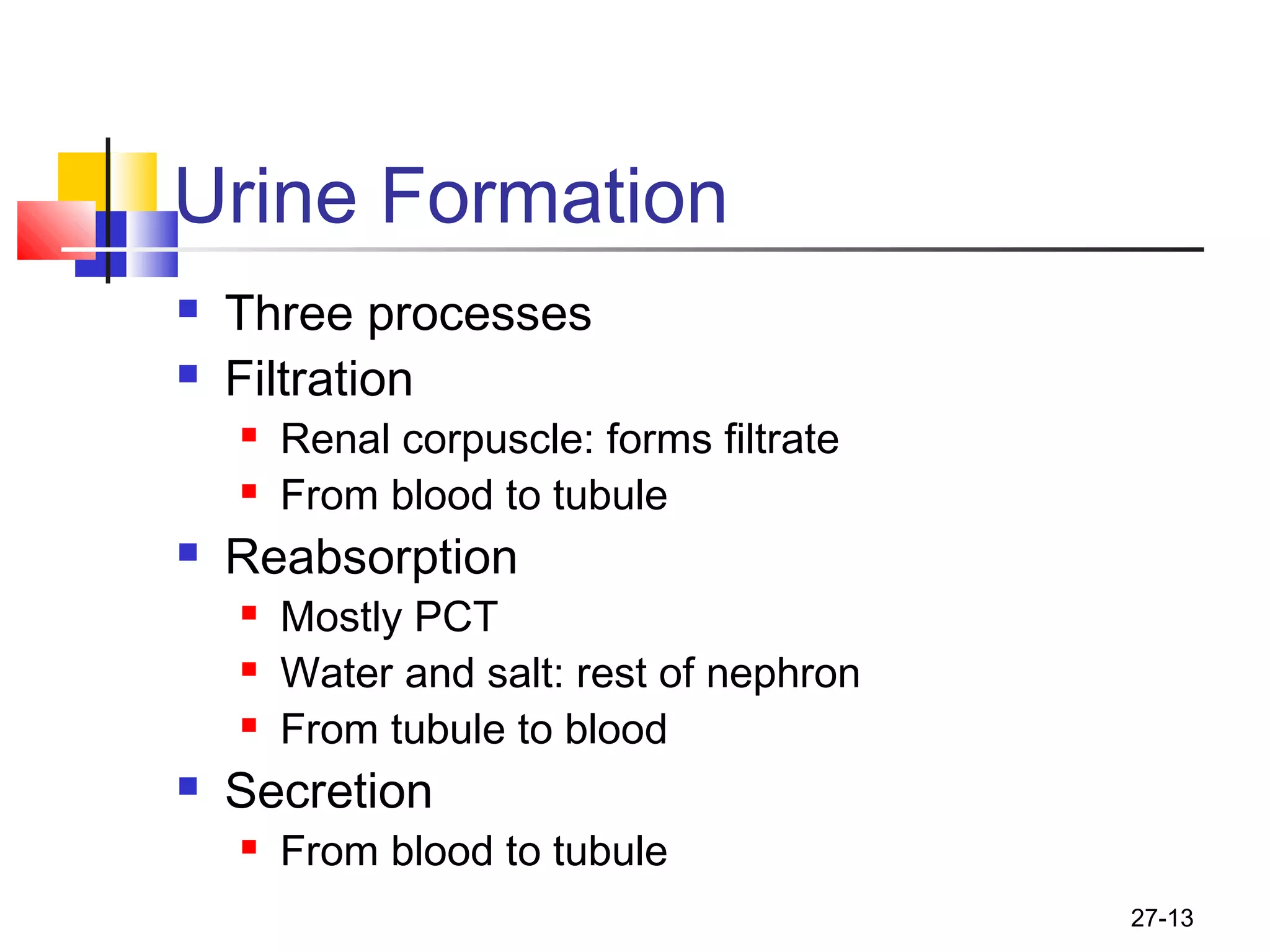 27-13
Urine Formation
 Three processes
 Filtration
 Renal corpuscle: forms filtrate
 From blood to tubule
 Reabsorption
 Mostly PCT
 Water and salt: rest of nephron
 From tubule to blood
 Secretion
 From blood to tubule
 