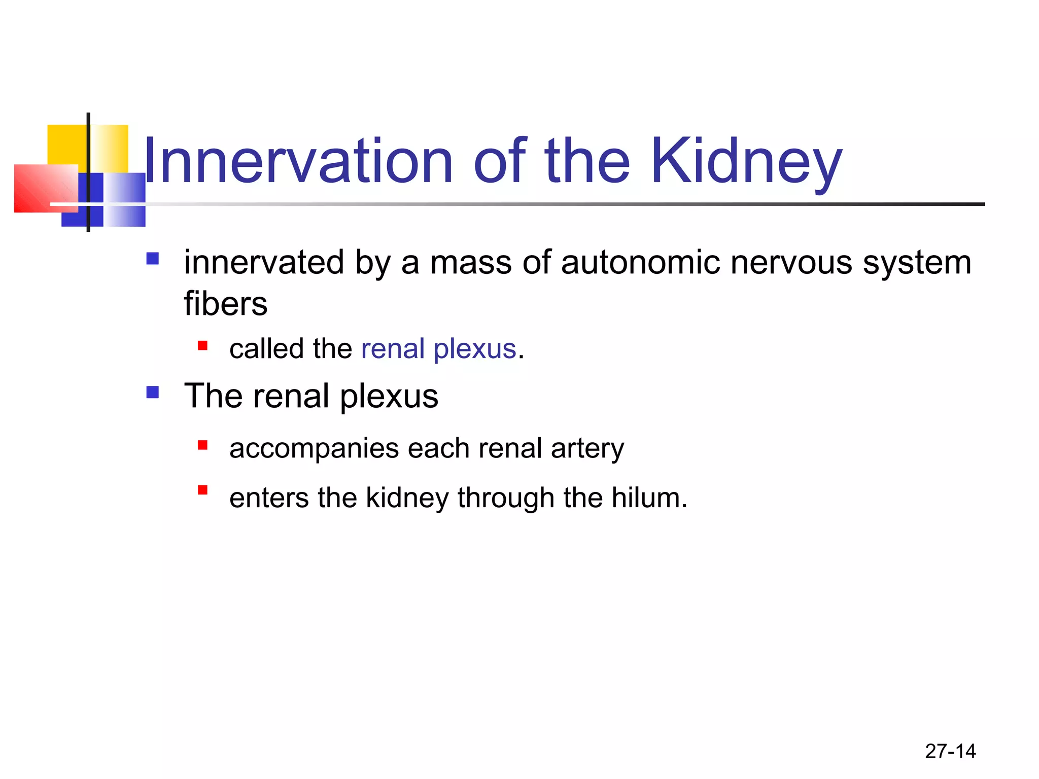 27-14
Innervation of the Kidney
 innervated by a mass of autonomic nervous system
fibers
 called the renal plexus.
 The renal plexus
 accompanies each renal artery

enters the kidney through the hilum.
 