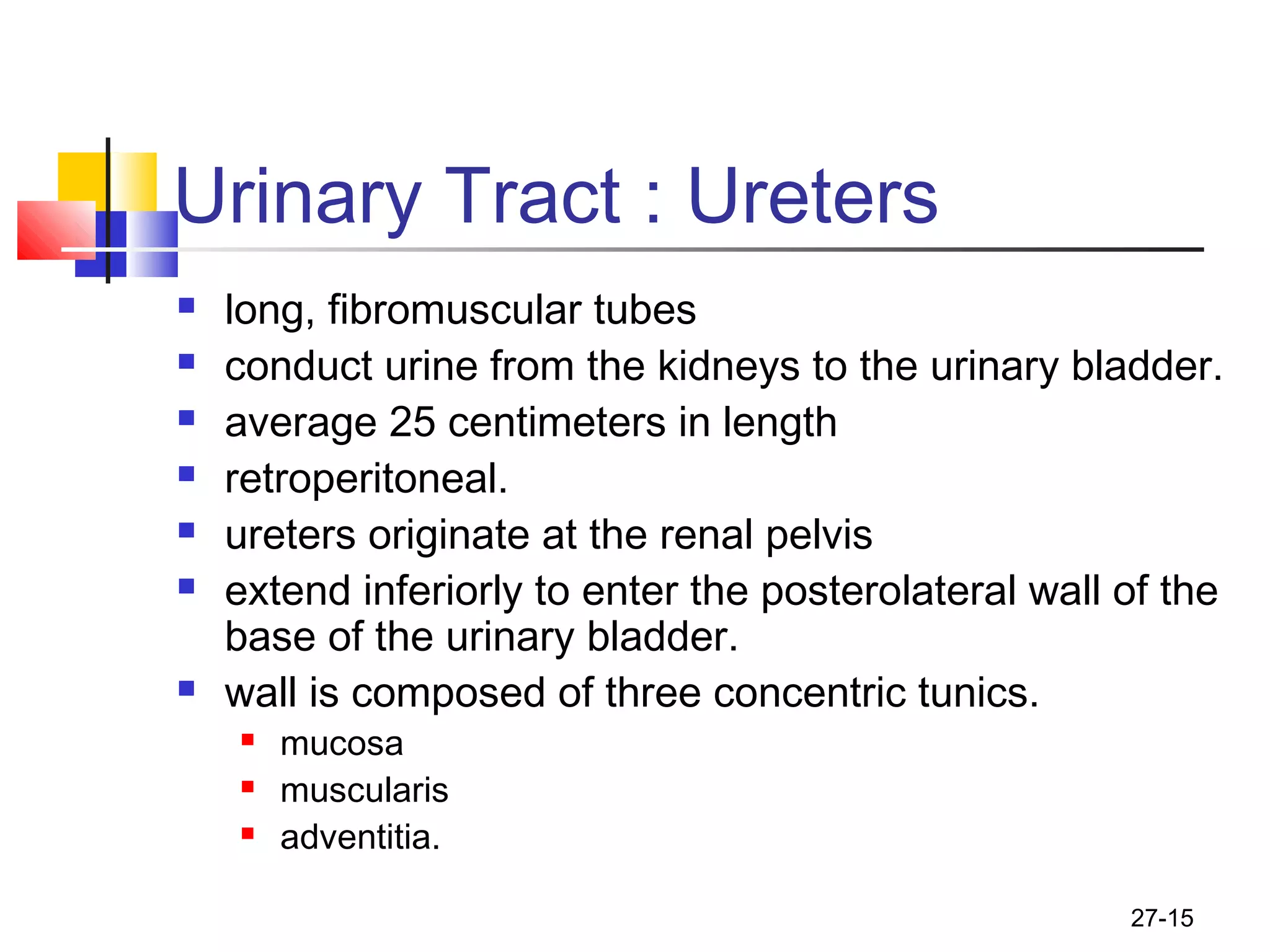 27-15
Urinary Tract : Ureters
 long, fibromuscular tubes
 conduct urine from the kidneys to the urinary bladder.
 average 25 centimeters in length
 retroperitoneal.
 ureters originate at the renal pelvis
 extend inferiorly to enter the posterolateral wall of the
base of the urinary bladder.
 wall is composed of three concentric tunics.
 mucosa
 muscularis
 adventitia.
 