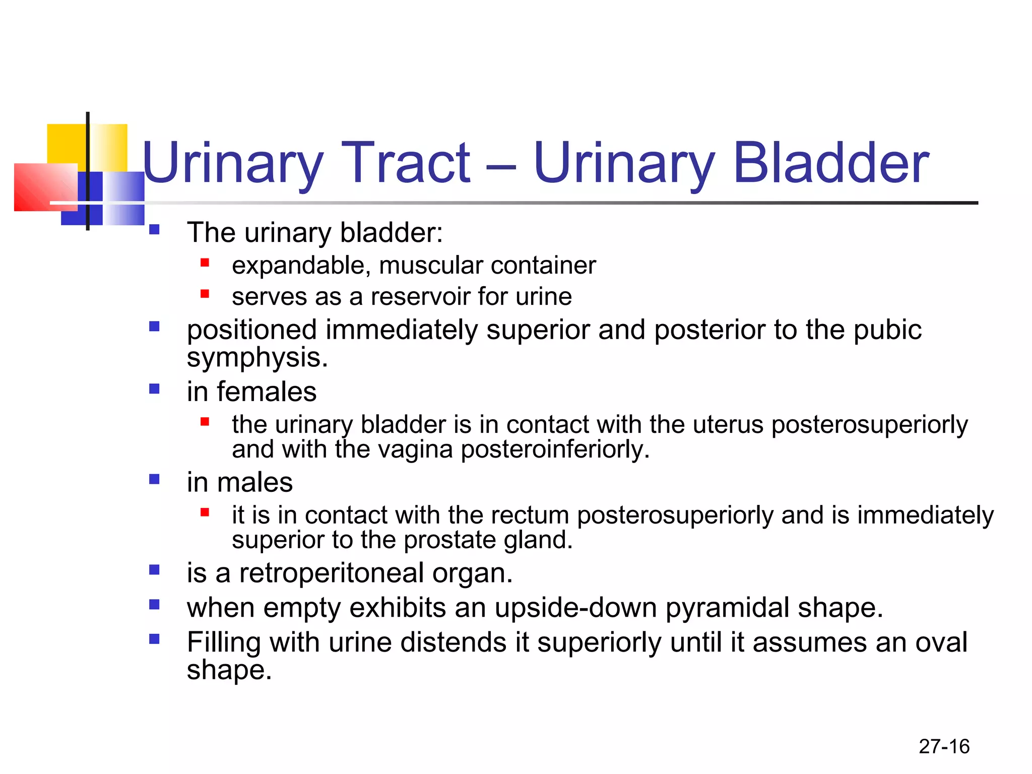 27-16
Urinary Tract – Urinary Bladder
 The urinary bladder:
 expandable, muscular container
 serves as a reservoir for urine
 positioned immediately superior and posterior to the pubic
symphysis.
 in females
 the urinary bladder is in contact with the uterus posterosuperiorly
and with the vagina posteroinferiorly.
 in males
 it is in contact with the rectum posterosuperiorly and is immediately
superior to the prostate gland.
 is a retroperitoneal organ.
 when empty exhibits an upside-down pyramidal shape.
 Filling with urine distends it superiorly until it assumes an oval
shape.
 