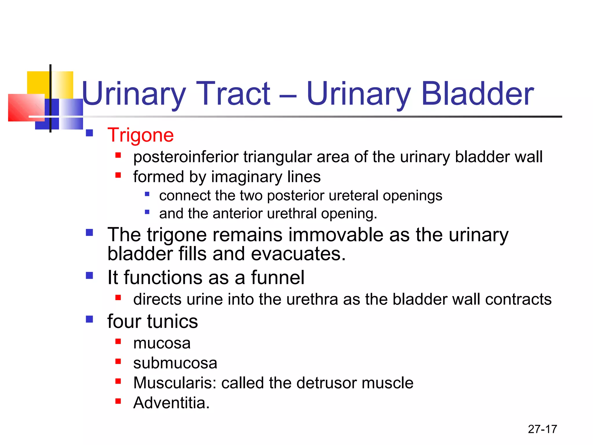 27-17
Urinary Tract – Urinary Bladder
 Trigone
 posteroinferior triangular area of the urinary bladder wall
 formed by imaginary lines

connect the two posterior ureteral openings

and the anterior urethral opening.
 The trigone remains immovable as the urinary
bladder fills and evacuates.
 It functions as a funnel
 directs urine into the urethra as the bladder wall contracts
 four tunics
 mucosa
 submucosa
 Muscularis: called the detrusor muscle
 Adventitia.
 