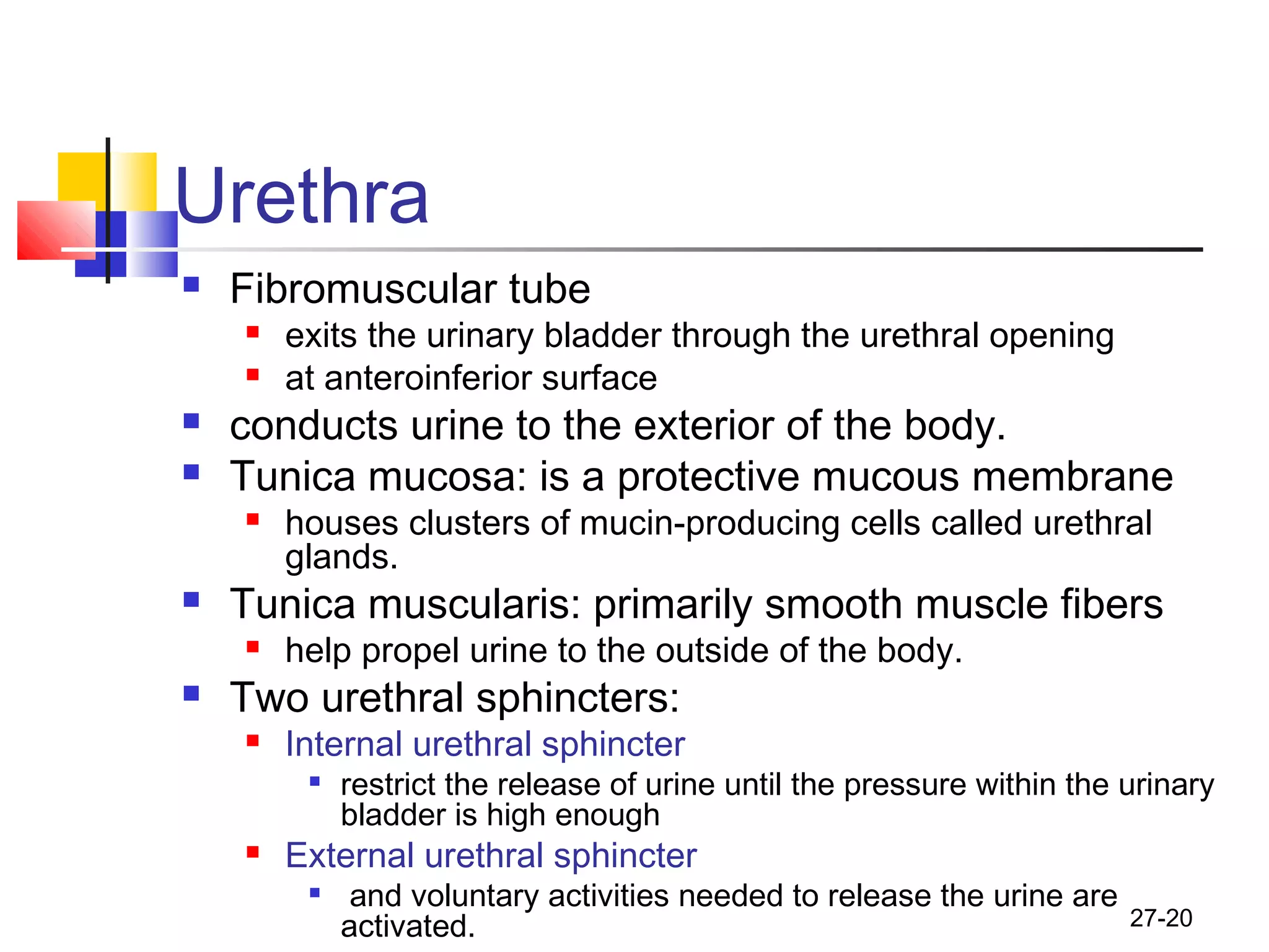 27-20
Urethra
 Fibromuscular tube
 exits the urinary bladder through the urethral opening
 at anteroinferior surface
 conducts urine to the exterior of the body.
 Tunica mucosa: is a protective mucous membrane
 houses clusters of mucin-producing cells called urethral
glands.
 Tunica muscularis: primarily smooth muscle fibers
 help propel urine to the outside of the body.
 Two urethral sphincters:
 Internal urethral sphincter

restrict the release of urine until the pressure within the urinary
bladder is high enough
 External urethral sphincter

and voluntary activities needed to release the urine are
activated.
 