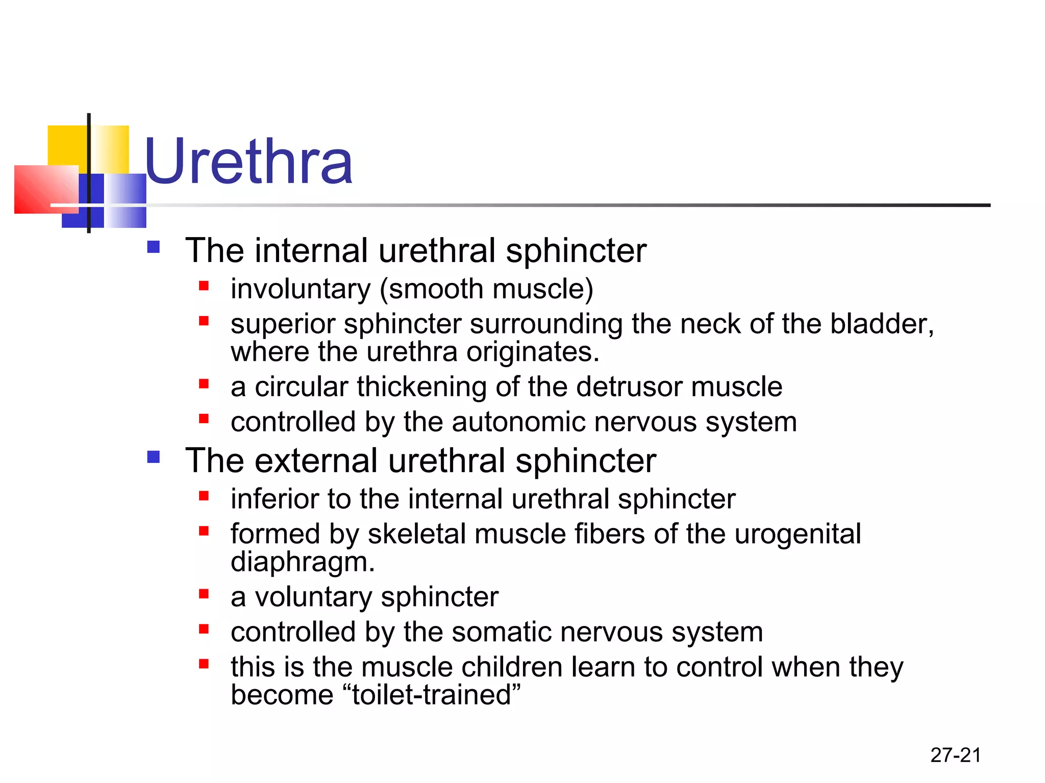 27-21
Urethra
 The internal urethral sphincter
 involuntary (smooth muscle)
 superior sphincter surrounding the neck of the bladder,
where the urethra originates.
 a circular thickening of the detrusor muscle
 controlled by the autonomic nervous system
 The external urethral sphincter
 inferior to the internal urethral sphincter
 formed by skeletal muscle fibers of the urogenital
diaphragm.
 a voluntary sphincter
 controlled by the somatic nervous system
 this is the muscle children learn to control when they
become “toilet-trained”
 