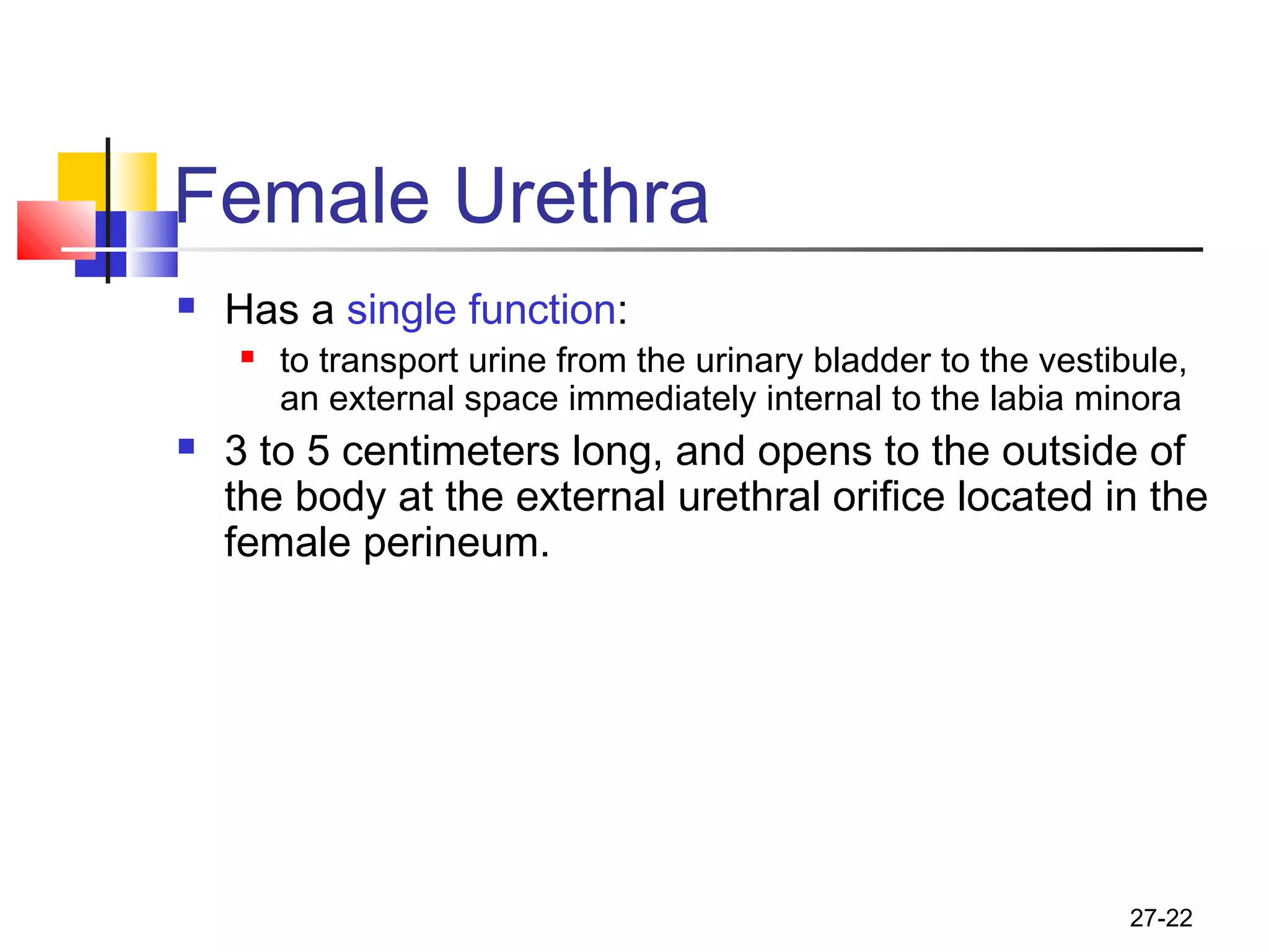 27-22
Female Urethra
 Has a single function:
 to transport urine from the urinary bladder to the vestibule,
an external space immediately internal to the labia minora
 3 to 5 centimeters long, and opens to the outside of
the body at the external urethral orifice located in the
female perineum.
 