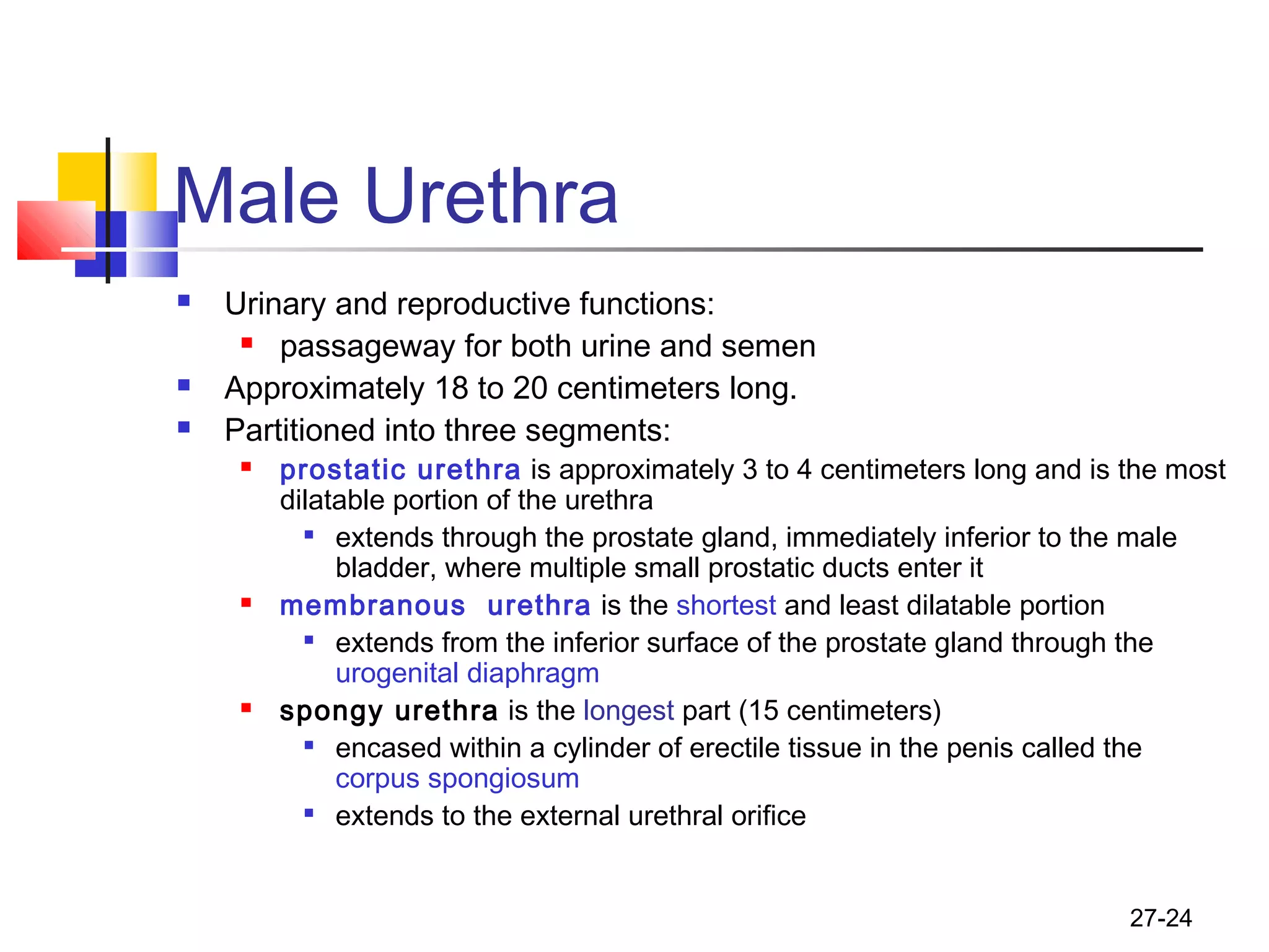 27-24
Male Urethra
 Urinary and reproductive functions:
 passageway for both urine and semen
 Approximately 18 to 20 centimeters long.
 Partitioned into three segments:
 prostatic urethra is approximately 3 to 4 centimeters long and is the most
dilatable portion of the urethra

extends through the prostate gland, immediately inferior to the male
bladder, where multiple small prostatic ducts enter it
 membranous urethra is the shortest and least dilatable portion

extends from the inferior surface of the prostate gland through the
urogenital diaphragm
 spongy urethra is the longest part (15 centimeters)

encased within a cylinder of erectile tissue in the penis called the
corpus spongiosum

extends to the external urethral orifice
 