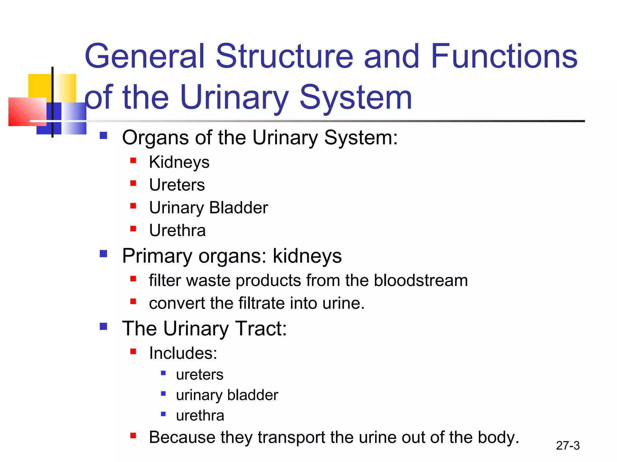 27-3
General Structure and Functions
of the Urinary System
 Organs of the Urinary System:
 Kidneys
 Ureters
 Urinary Bladder
 Urethra
 Primary organs: kidneys
 filter waste products from the bloodstream
 convert the filtrate into urine.
 The Urinary Tract:
 Includes:

ureters

urinary bladder

urethra
 Because they transport the urine out of the body.
 