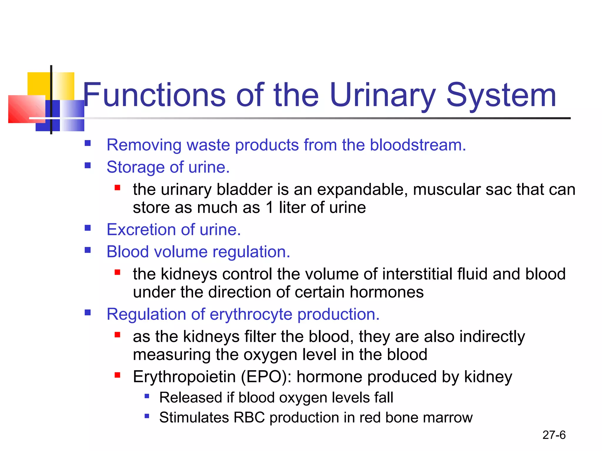 27-6
Functions of the Urinary System
 Removing waste products from the bloodstream.
 Storage of urine.
 the urinary bladder is an expandable, muscular sac that can
store as much as 1 liter of urine
 Excretion of urine.
 Blood volume regulation.
 the kidneys control the volume of interstitial fluid and blood
under the direction of certain hormones
 Regulation of erythrocyte production.
 as the kidneys filter the blood, they are also indirectly
measuring the oxygen level in the blood
 Erythropoietin (EPO): hormone produced by kidney

Released if blood oxygen levels fall

Stimulates RBC production in red bone marrow
 