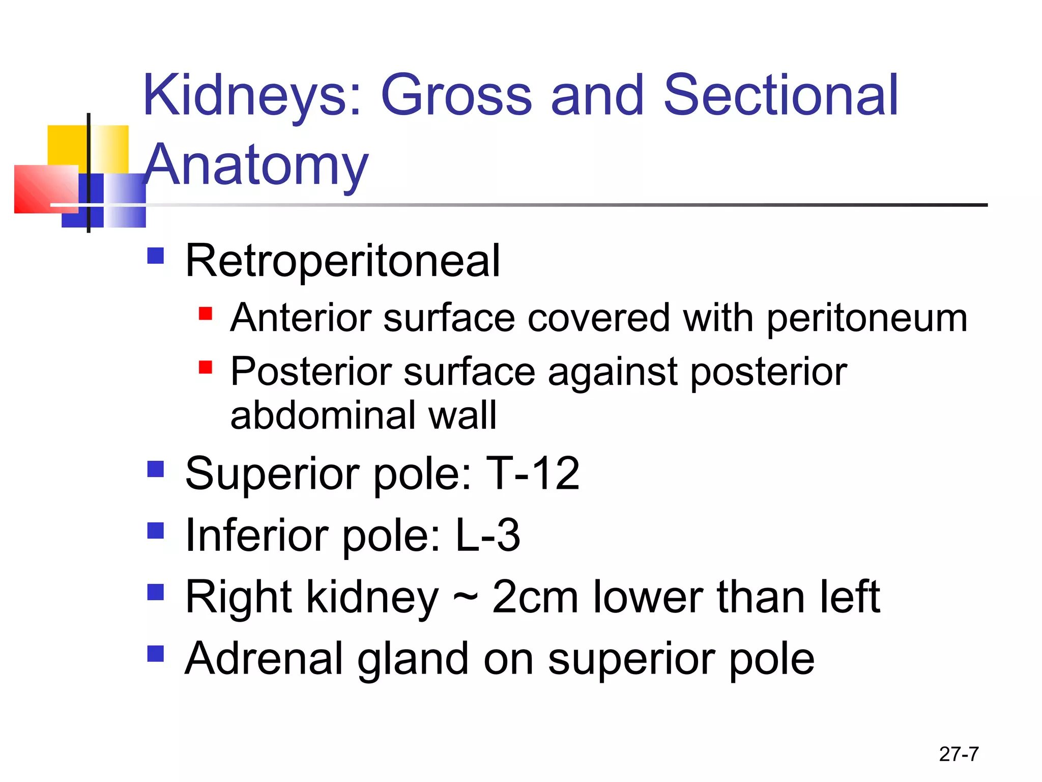 27-7
Kidneys: Gross and Sectional
Anatomy
 Retroperitoneal
 Anterior surface covered with peritoneum
 Posterior surface against posterior
abdominal wall
 Superior pole: T-12
 Inferior pole: L-3
 Right kidney ~ 2cm lower than left
 Adrenal gland on superior pole
 