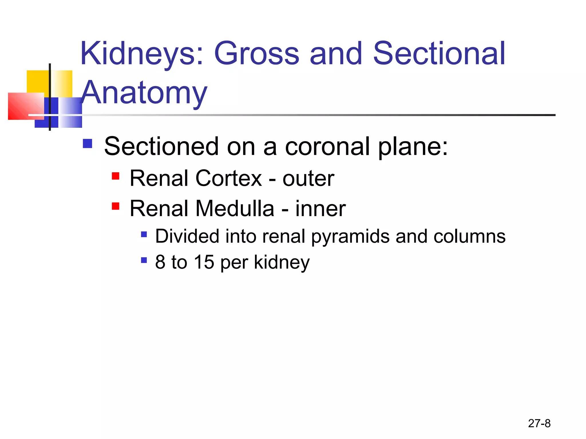 27-8
Kidneys: Gross and Sectional
Anatomy
 Sectioned on a coronal plane:
 Renal Cortex - outer
 Renal Medulla - inner

Divided into renal pyramids and columns

8 to 15 per kidney
 