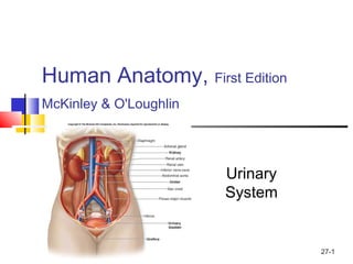 27-1
Human Anatomy, First Edition
McKinley & O'Loughlin
Urinary
System
 