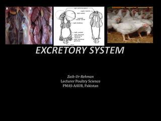 Zaib-Ur-Rehman
Lecturer Poultry Science
PMAS-AAUR, Pakistan
 