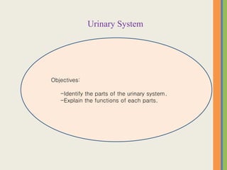 Urinary System
Objectives:
-Identify the parts of the urinary system.
-Explain the functions of each parts.
 