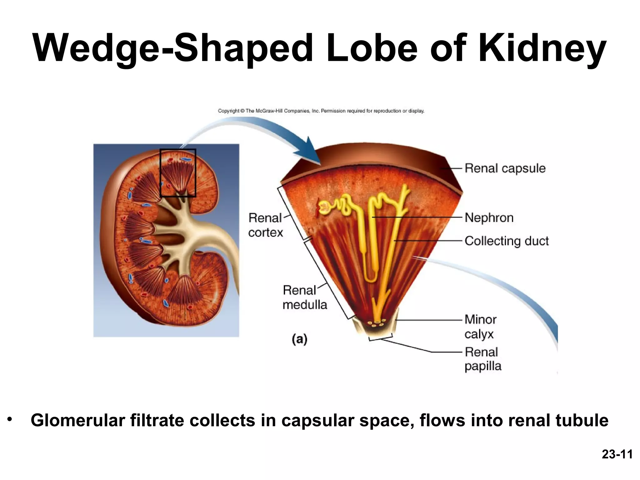 23-11
Wedge-Shaped Lobe of Kidney
• Glomerular filtrate collects in capsular space, flows into renal tubule
 
